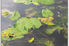 image11